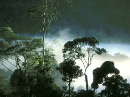 Hutan Topis Indonesia