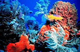 Foto di reef - vermotion
