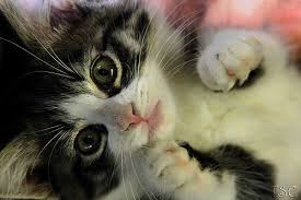 Cute kitten