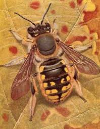photo abeille tapissi�re