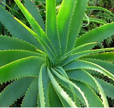  Thuốc từ cây Lô Hội – (Nha đam, Aloe Vera) 