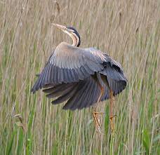 Προβολή εικόνας πλήρους μεγέθους