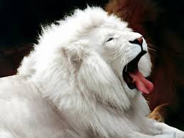 http://tbn3.google.com/images?q=tbn:0LnXsEmN1yiYrM:http://www.ba6alawi.com/up/uploads/cb4a377586.jpg