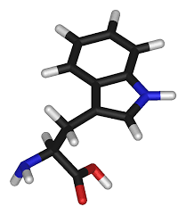 structure of tryptophan