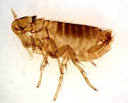 fleas were the main cause of the plague
