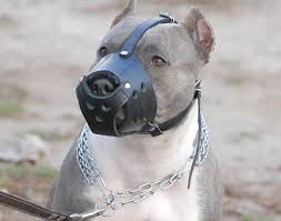 PİTBUL Pitbull-dog-muzzle-leather