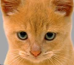 my cat is limping in pain