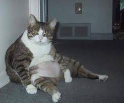 animals_cat_fat.jpg