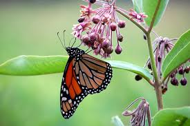 Butterly and a flower.This is an example of Symbiosis. 