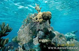 Foto di reef - naturephoto-cz