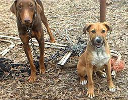 Chained dogs often become entangled ...