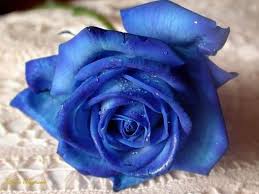 فى الورد كل لون له معنى BlueRose