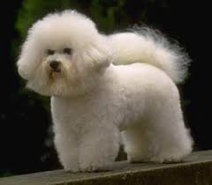 bichonfrise76.jpg