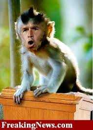 Bush-Monkey–1840.jpg