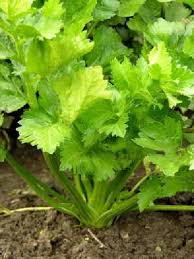 ملف شامل عن الدوخه...اسبابها وعلاجها؟؟ Celery-1