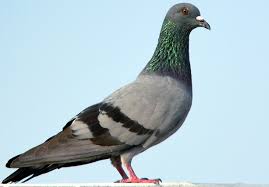 http://tbn3.google.com/images?q=tbn:7jyn3CSKnJTw_M:www.birding.in/images/Birds/rock_pigeon.jpg