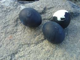 yep . ur eggblack.