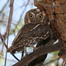 owl