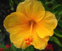 Pua Aloalo (Yellow Hibiscus)