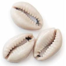 Cowrie Shells