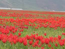 Y�relerimiz K�lt�rlerimiz ( Mu� )