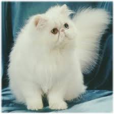 http://tbn3.google.com/images?q=tbn:Bf83kGsRKDFwTM:http://www.gotthelookpersiancats.com/assets/images/persian_cat_white.jpg