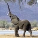animal_097_128x128.jpg