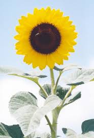 [Imagen: 39214558.Girasol.jpg]