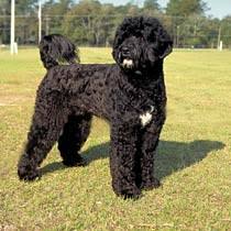baraks-portuguese-water-dog