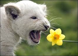 external image _42769809_lion3.jpg