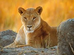 external image gracefullioness.jpg