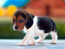 beagle-puppy.jpg