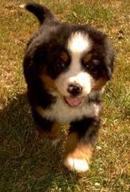 Bermese Mountain Dog Pup - Bernese 