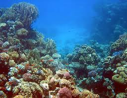 Foto di reef - org