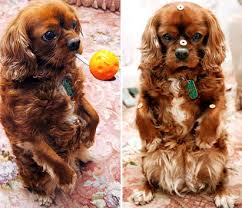 Cindy’s owners claim the dog enters ...