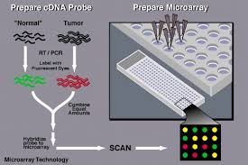 external image microarray_technology.gif