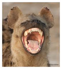 hyena_U0101.jpg