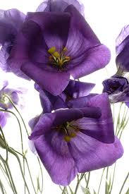 Purple problem :  wedding purple diy flowers Lisianthus Lisianthus 