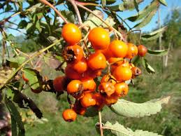 Rowan%2520Berries.jpg