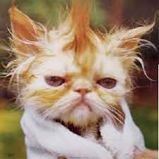 Общуването с коте е училище за децата 