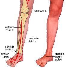 arteri dorsalis pedis
