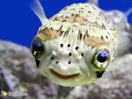 poisson_alien.jpg