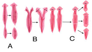 Cacing Planaria