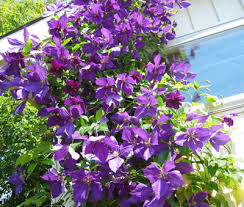 http://tbn3.google.com/images?q=tbn:Qbx7u3kJbWMvbM:http://www.thriftyfun.com/images/articles/Clematis.jpg