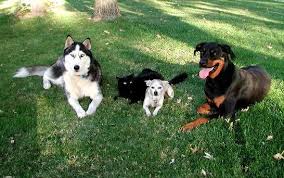 The original Better Dog Training ...