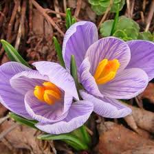 spring crocus