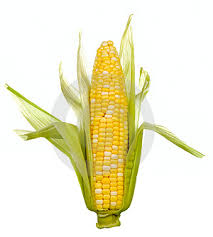 دروس مادة الانجليزية للسنة الثالثة اعدادي (الدرس السابع) Ear-of-corn-thumb2866427