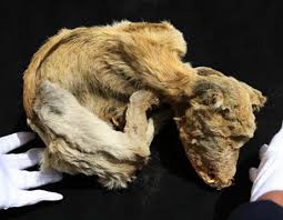 Dog mummy photo