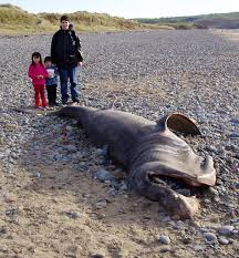  Basking shark 