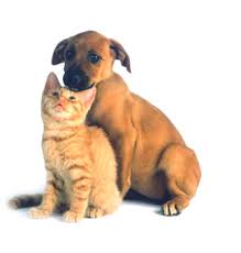 Dog and Cat Supplies